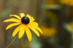 Close up image of beautiful flower Black-eyed Susan.Focus on flower. photo