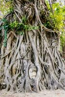a buddha head is sitting in the roots of a tree photo