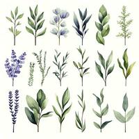 AI generated Collection of watercolor herbs clipart on white background. AI Generated photo