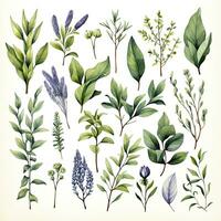 AI generated Collection of watercolor herbs clipart on white background. AI Generated photo