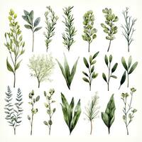 AI generated Collection of watercolor herbs clipart on white background. AI Generated photo