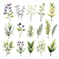 AI generated Collection of watercolor herbs clipart on white background. AI Generated photo