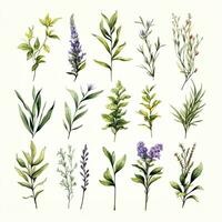 AI generated Collection of watercolor herbs clipart on white background. AI Generated photo