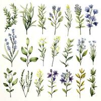 AI generated Collection of watercolor herbs clipart on white background. AI Generated photo