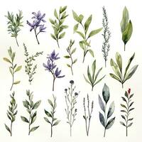 AI generated Collection of watercolor herbs clipart on white background. AI Generated photo