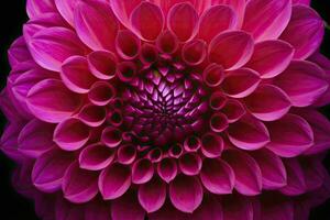 AI generated Dahlia flower background.  AI Generated. photo