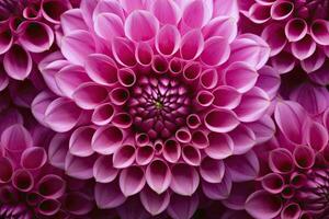 AI generated Dahlia flower background.  AI Generated. photo