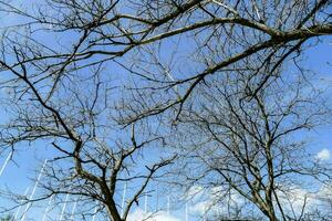 a view of bare trees against a blue sky photo