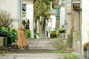 a dog sitting on the ground photo