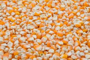 Healthy Dried Corn Seeds Also Know as Makki photo