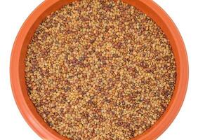 Red Lentil Seeds on White Background photo