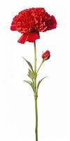 AI generated Red Carnation isolated on white background. AI Generated photo