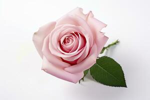 AI generated Pink rose isolated on white background. AI Generated photo