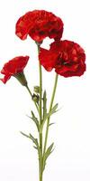 AI generated Red Carnation isolated on white background. AI Generated photo