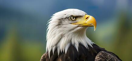 AI generated Portrait of an american bald eagle, wildlife. Generative AI photo