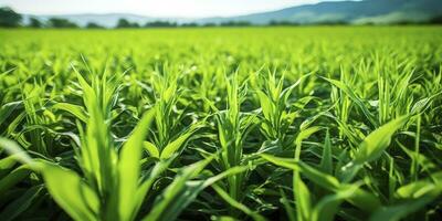 AI generated Field of vibrant green biofuel crops. AI Generated. photo