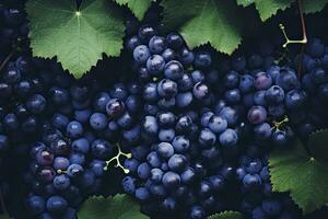 AI generated Flat lay background of vines, lots of organic blue dark grapes. AI Generated photo