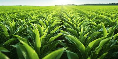 AI generated Field of vibrant green biofuel crops. AI Generated. photo