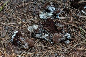 fungus on the forest floor photo