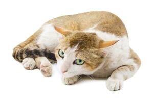 Indian Beautiful Domestic Cat on White Background photo