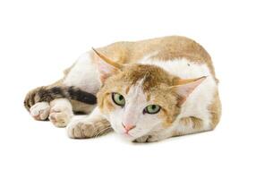 Indian Beautiful Domestic Cat on White Background photo