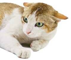 Indian Beautiful Domestic Cat on White Background photo