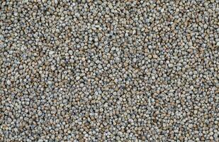 Pearl Millet Seeds Also Know as Bajra photo