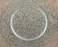 Pearl Millet Seeds Also Know as Bajra photo