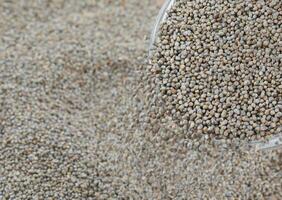 Pearl Millet Seeds Also Know as Bajra photo