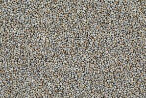 Pearl Millet Seeds Also Know as Bajra photo