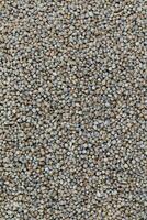Pearl Millet Seeds Also Know as Bajra photo
