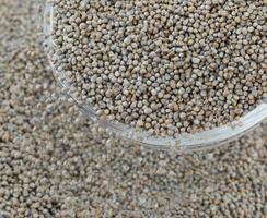 Pearl Millet Seeds Also Know as Bajra photo