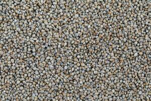 Pearl Millet Seeds Also Know as Bajra photo