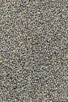 Pearl Millet Seeds Also Know as Bajra photo