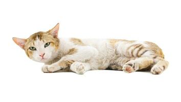 Indian Beautiful Domestic Cat on White Background photo