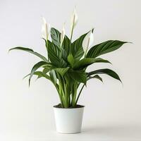 AI generated Peace Lily on a plain white background. AI Generated photo