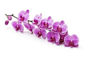 AI generated Pink Orchid isolated on white background. AI Generated photo