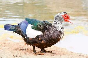 a duck with a red face standing on the ground photo