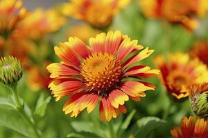 AI generated Gaillardia or Blanket Flower. Bright and Colorful Shades of Warm Tones. AI Generated photo