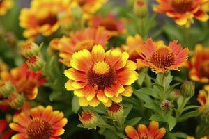 AI generated Gaillardia or Blanket Flower. Bright and Colorful Shades of Warm Tones. AI Generated photo