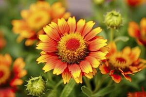 ai generado gaillardia o cobija flor. brillante y vistoso sombras de calentar tonos ai generado foto