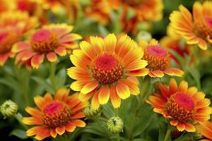 AI generated Gaillardia or Blanket Flower. Bright and Colorful Shades of Warm Tones. AI Generated photo