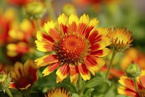 AI generated Gaillardia or Blanket Flower. Bright and Colorful Shades of Warm Tones. AI Generated photo