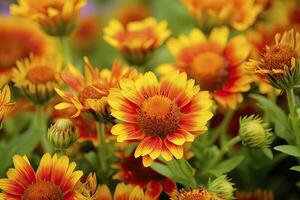 ai generado gaillardia o cobija flor. brillante y vistoso sombras de calentar tonos ai generado foto