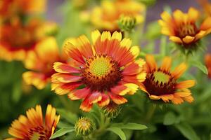 AI generated Gaillardia or Blanket Flower. Bright and Colorful Shades of Warm Tones. AI Generated photo