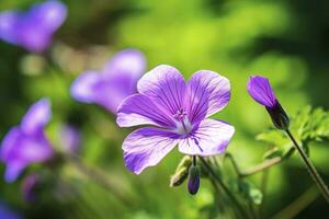 AI generated Geranium wilfordii flower. photo