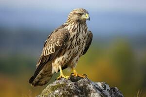 AI generated Hawk sitting on rock looking for prey. AI Generated photo