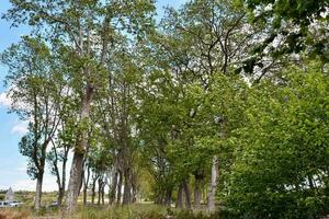 un fila de arboles en un parque foto