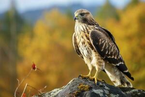 AI generated Hawk sitting on rock looking for prey. AI Generated photo