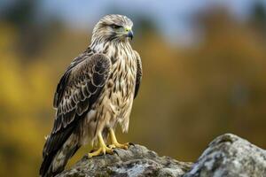 AI generated Hawk sitting on rock looking for prey. AI Generated photo